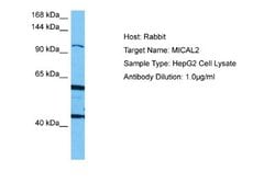 MICAL2 Rabbit anti-Human, Polyclonal, Novus Biologicals 0.1 mL | Buy Online | Novus Biologicals | Fisher Scientific